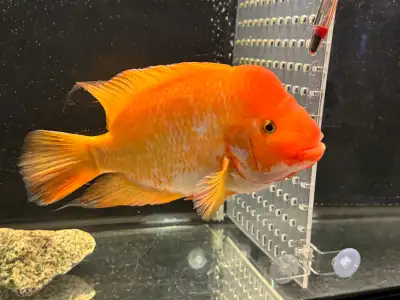 Red Devil Cichlid, View more