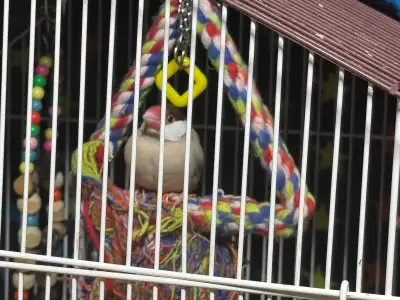 Adult Java Finch available (approximately 1 year old). Beautiful coloration: brown head with creamy...