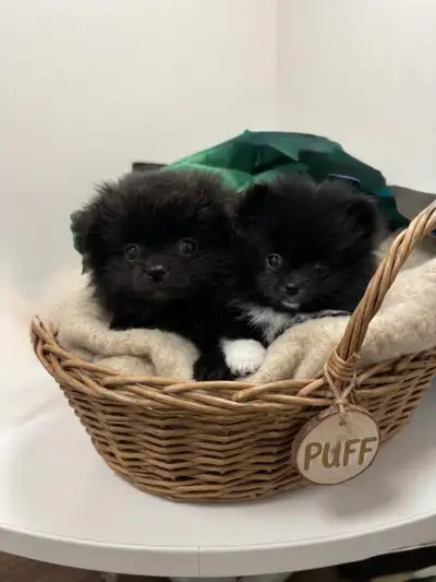 Pomeranian Pups, View more
