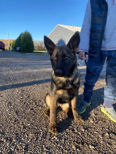!!!GERMAN SHEPHERD PUPPIES!!! RIGHT IN TIME FOR CHRISTMAS in Dogs & Puppies for Rehoming in Norfolk County - Image 5