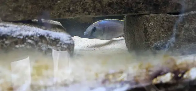 african chiclids  in Fish for Rehoming in London - Image 5