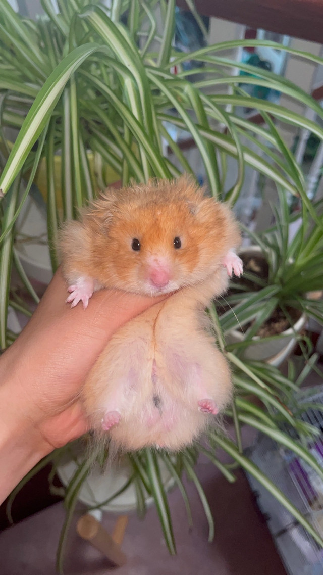 6th generation of baby syrian hamsters looking for good homes in Small Animals for Rehoming in Delta/Surrey/Langley - Image 2
