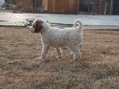 Moyen Poodle Puppies, View more