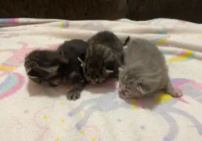 3 cute kittens born on Feb 03. For sale $250 each, View more