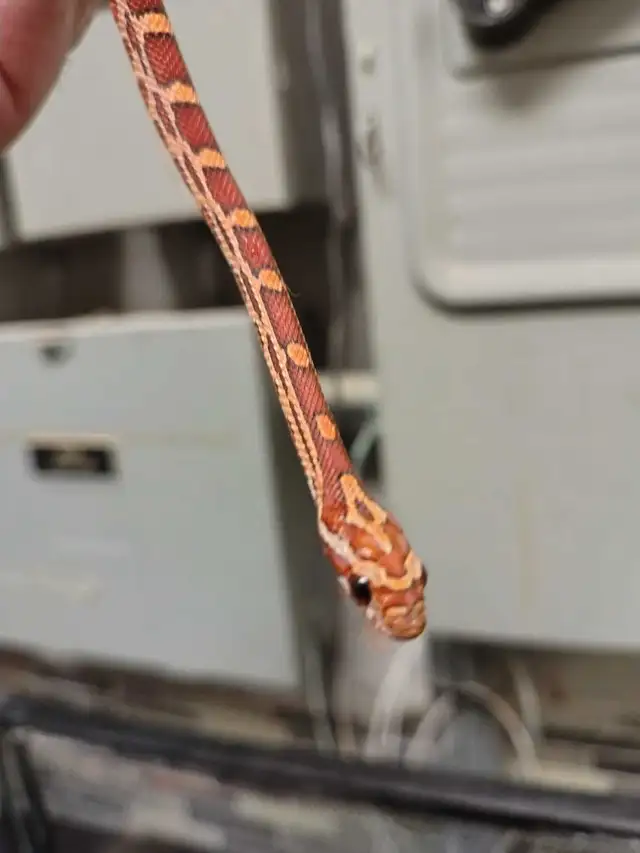 baby corn snake in Reptiles & Amphibians for Rehoming in Kawartha Lakes - Image 4