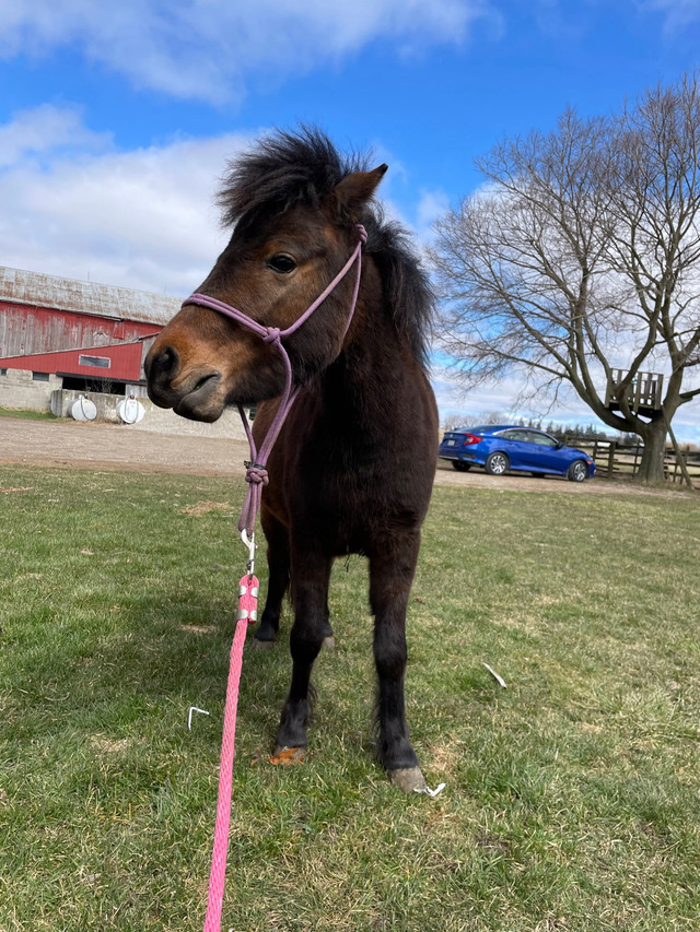 Miniature horse! *UPDATED* in Horses & Ponies for Rehoming in Kitchener / Waterloo - Image 2