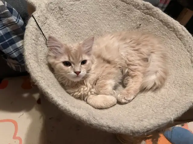 Ragdoll &amp; pure Persian-UPDATED