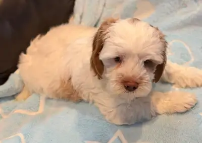 CAVAPOO PUPPIES, View more