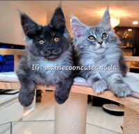 ⭐️S-A-L-E ⭐️by cattery REGISTERED Maine Coon kittens 