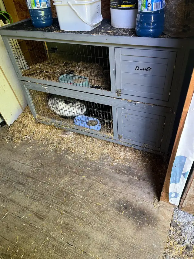 rabbit breeding set up in Other in Barrie - Image 4