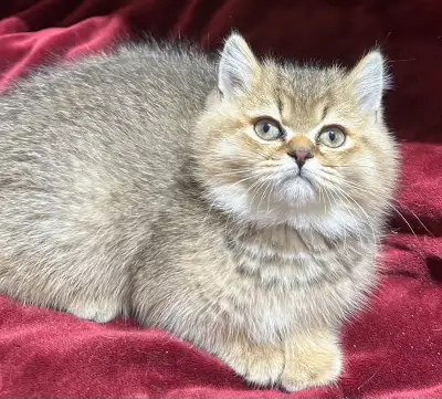British Shorthair Kittens, View more