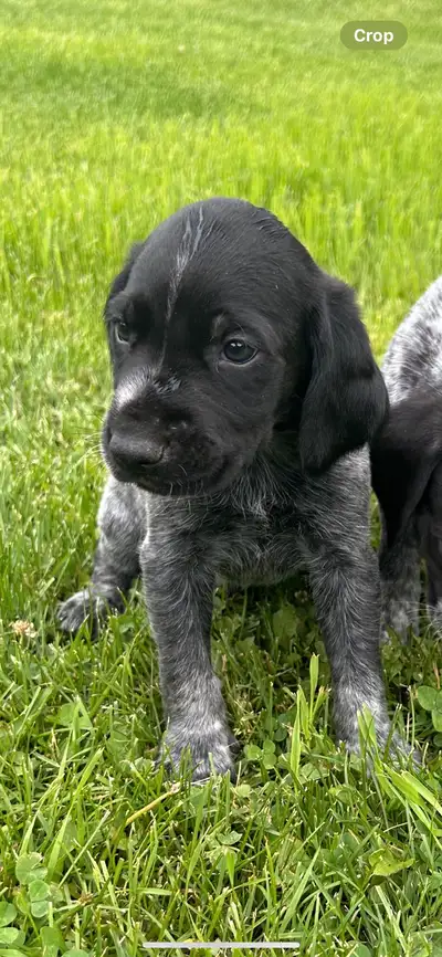 German Shorthaired Pointer Puppies , View more