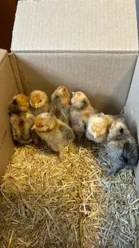 D’uccle chicks-7 for $50