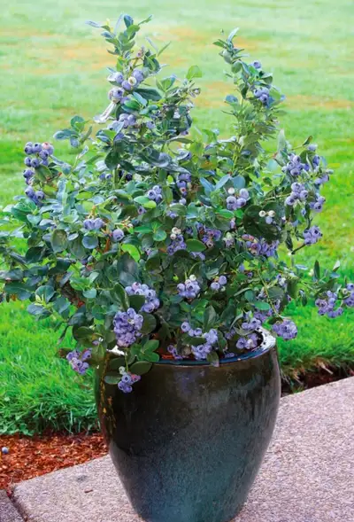 Variety of fruit bushes including blueberry , Haskap , cherry plums . Pick up in Sydney . $20 each ....