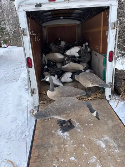 Bigfoot goose decoys and trailer , View more