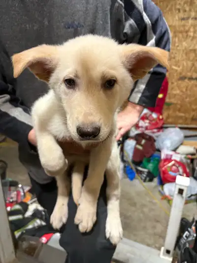 german shepherd , View more