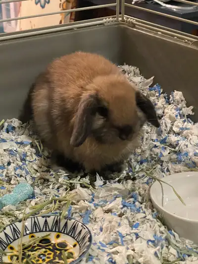 purebred holland lop buck, View more