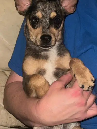 1 male chihuahua for sale. Born January 15/2025. Vet checked and first shots. Gets along with other...
