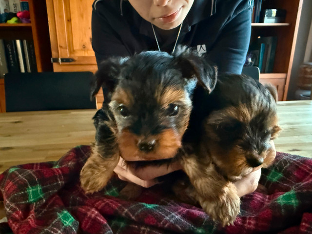 Yorkshire terrier pur race dans Chiens et chiots à adopter  à Granby