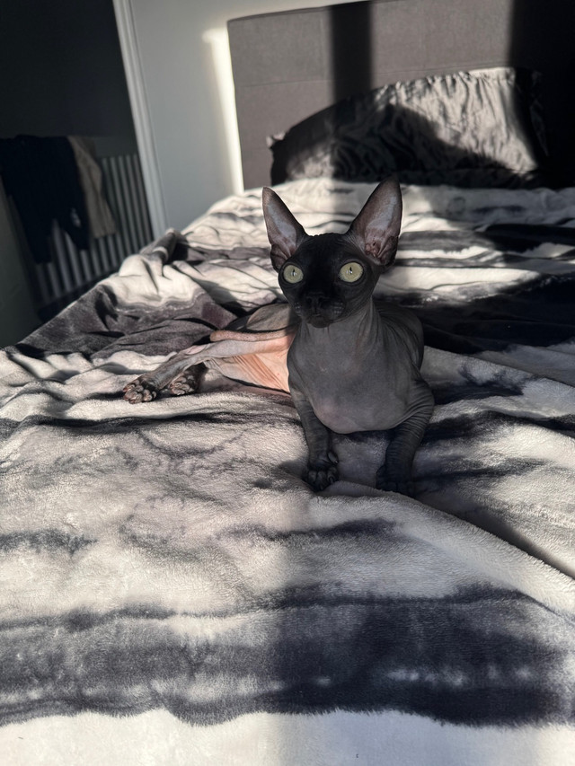 Black Russian Sphinx Sphynx Cat Kitten Female in Cats & Kittens for Rehoming in Laurentides - Image 3