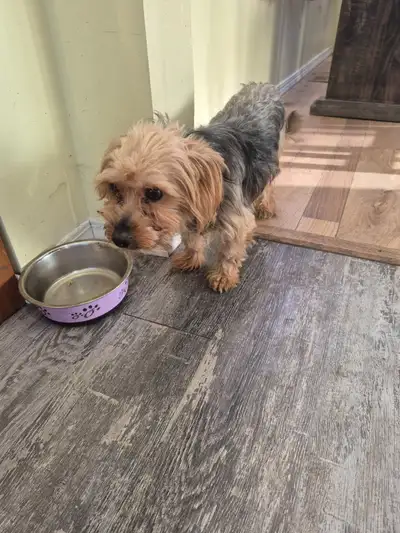 Male yorkie, View more