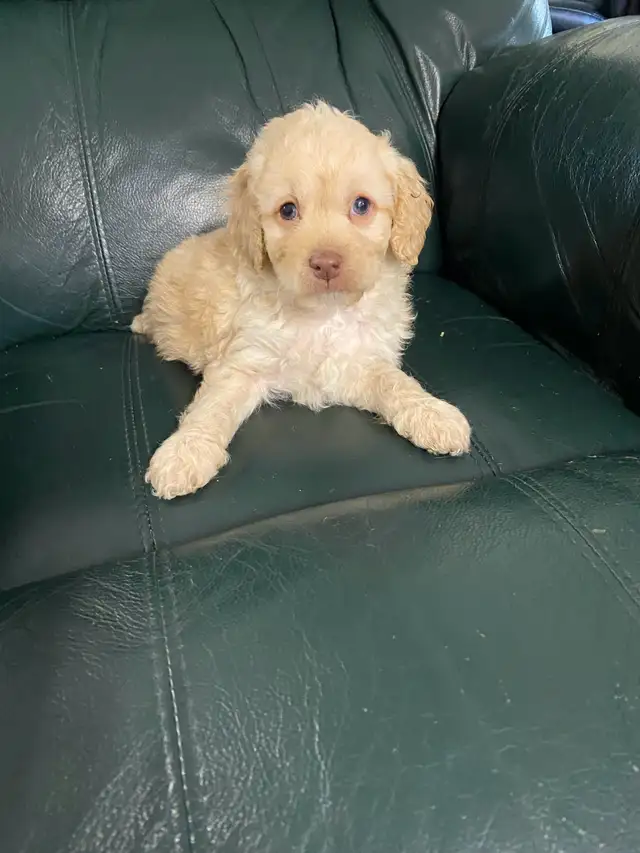 Cockapoo puppies | Dogs & Puppies for Rehoming | 100 Mile House | Free ...