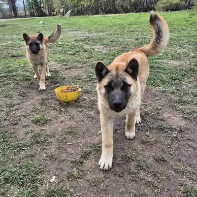 2 Adorable purebred American Akita puppies born December 12, 2024 are looking for their fur ever hom...