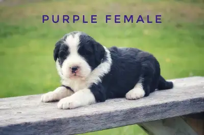 I have seven F1 Bernedoodle puppies which will be ready for their new homes on 19.June 2025! There a...