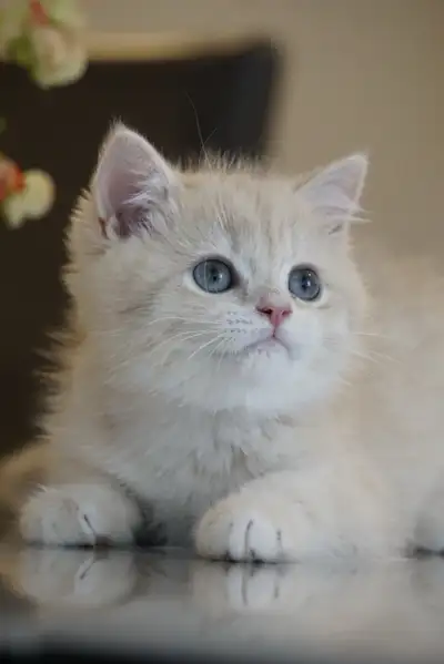The kittens are already old enough to be adopted . Location Montreal! PUREBRED lilac golden and blue...