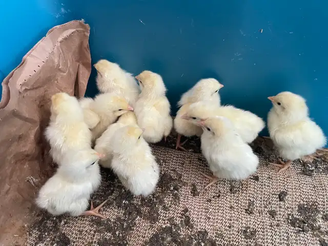 chicks chickens in Livestock in Vernon - Image 3