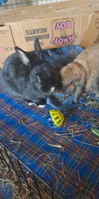 Pair of bunnies