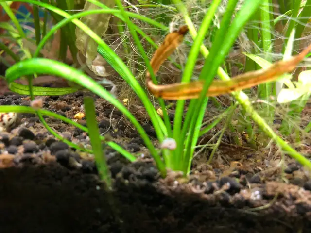 aquarium plants. dwarf sagitaria.carpet plant $1. in Fish for Rehoming in Markham / York Region - Image 3