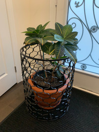 Croton plant in a heavy clay pot and in decorative cage pot