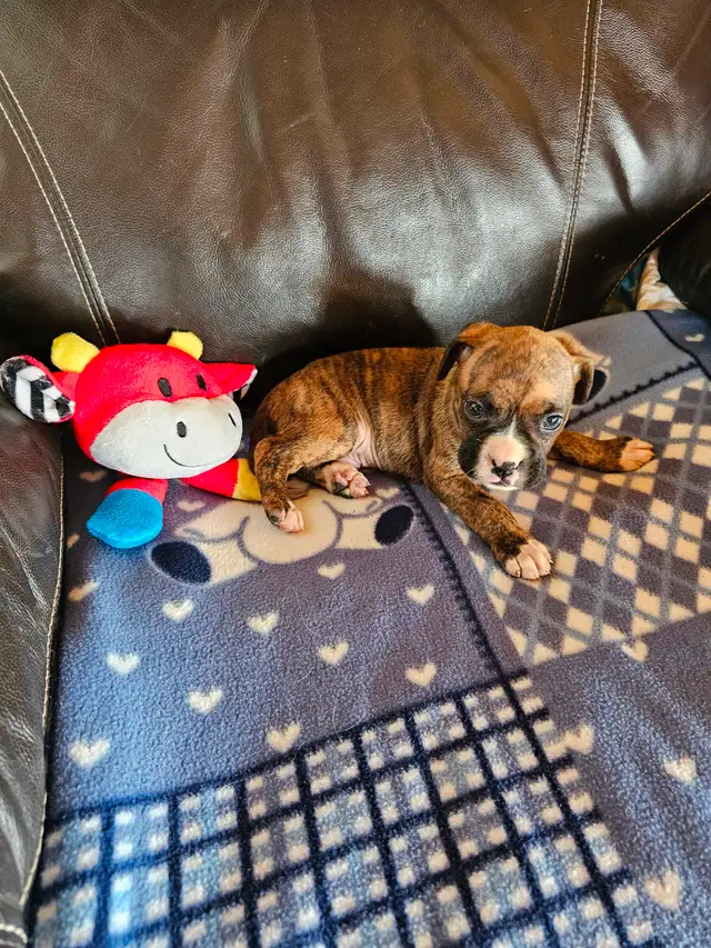 Chiots Boxer in Dogs & Puppies for Rehoming in West Island - Image 3