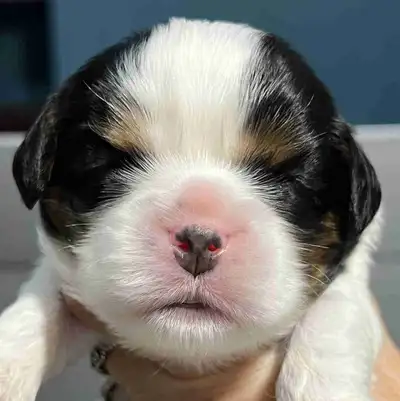 I have a litter of five female Cavalier King Charles Spaniel puppies. Three will be available. Pups...