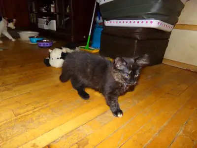 Beaux chattons rare  à donner, View more