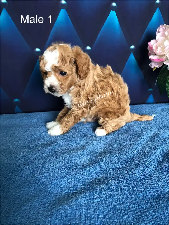 Tiny Toy Poodle puppies Tested parents in Dogs & Puppies for Rehoming in City of Toronto - Image 3