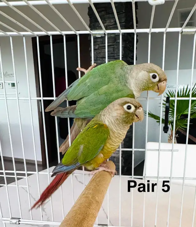downsizing aviary  in Birds for Rehoming in Calgary - Image 4
