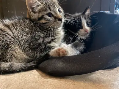2 female kittens. 8 weeks old.