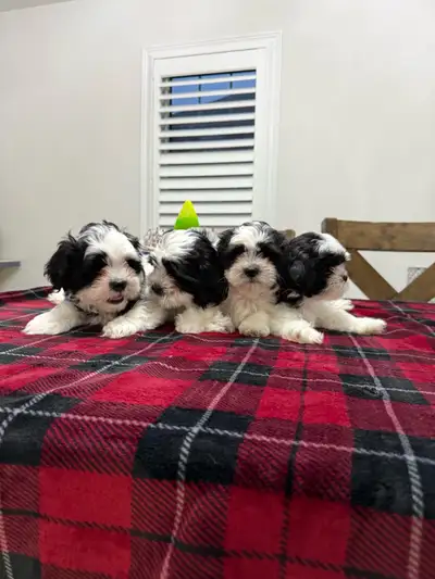 Shih Tzu/Poodle puppies, View more