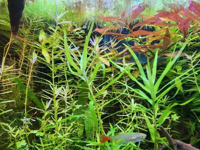 Super Combo - 8 types of aquarium plant trimming (at least few stems each) and 2 types of floating p...
