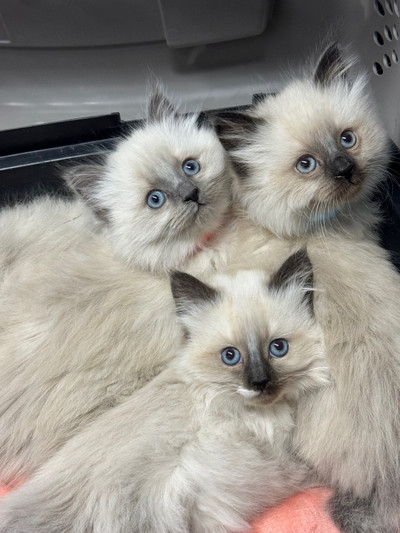 Ragdoll kittens for sale. 