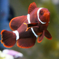 MAROON CLOWNFISH FOR SALE