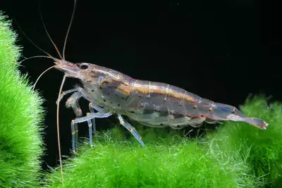 Wild shrimp - Super active, easy care, View more