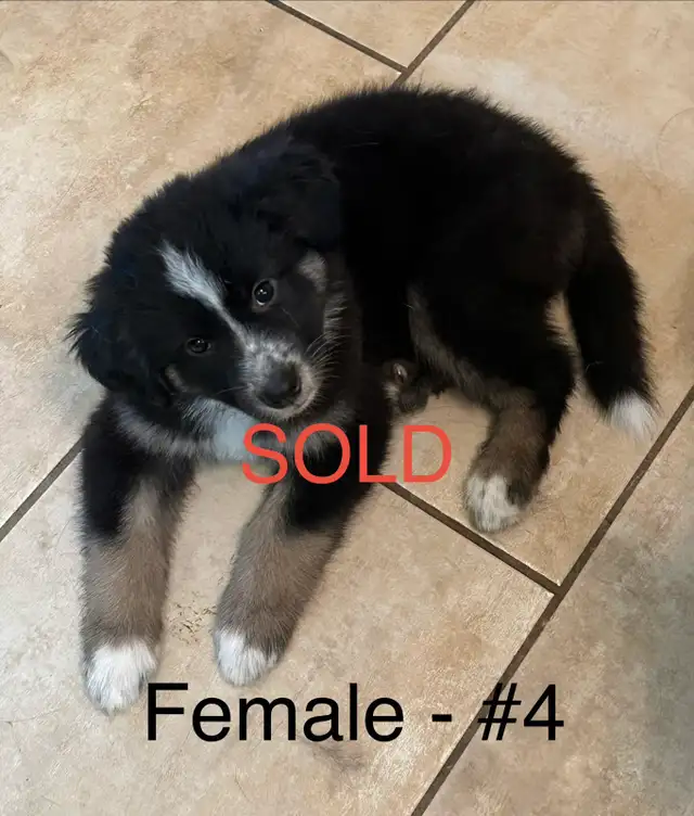 Adorable Husky / Bernese Puppies in Dogs & Puppies for Rehoming in Owen Sound - Image 7