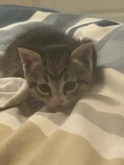 2 female kittens for sale, View more