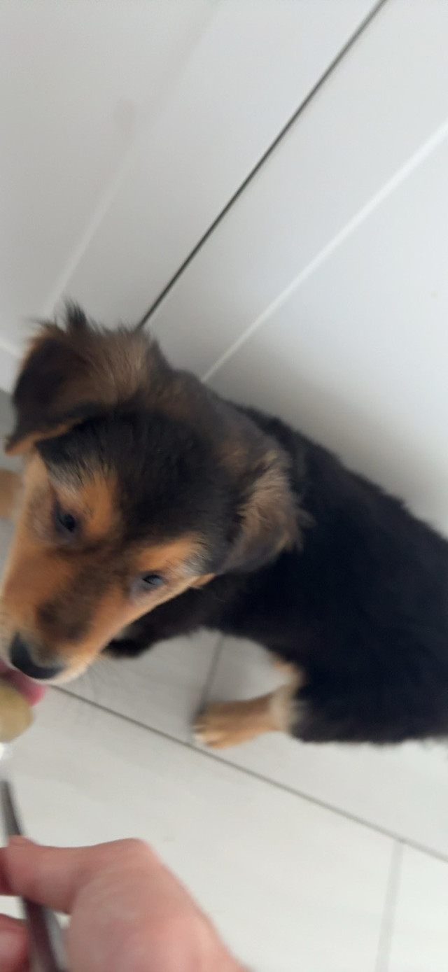 Golden Retriever x German Shepherd Puppy in Dogs & Puppies for Rehoming in Mississauga / Peel Region - Image 3