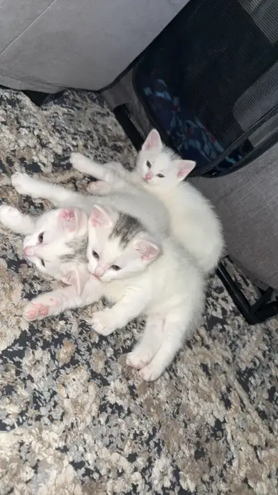 Turkish Angora x british shorthair kittens , View more