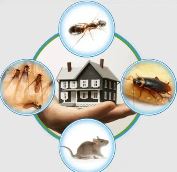bed bug roach mice treatment start 100 $ 647-609-820262863232881922121