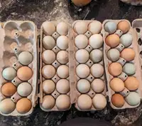 Farm fresh Duck eggs